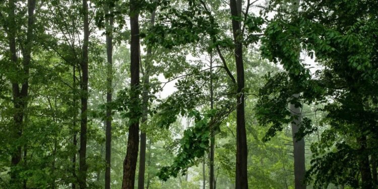 جنگل کا قانون